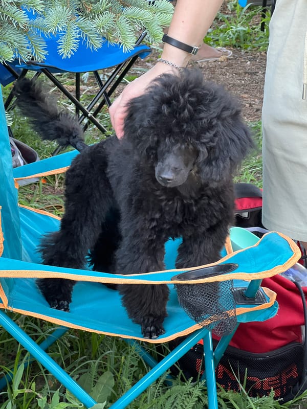 Dogs and owners gather for outdoor activities in Kazan