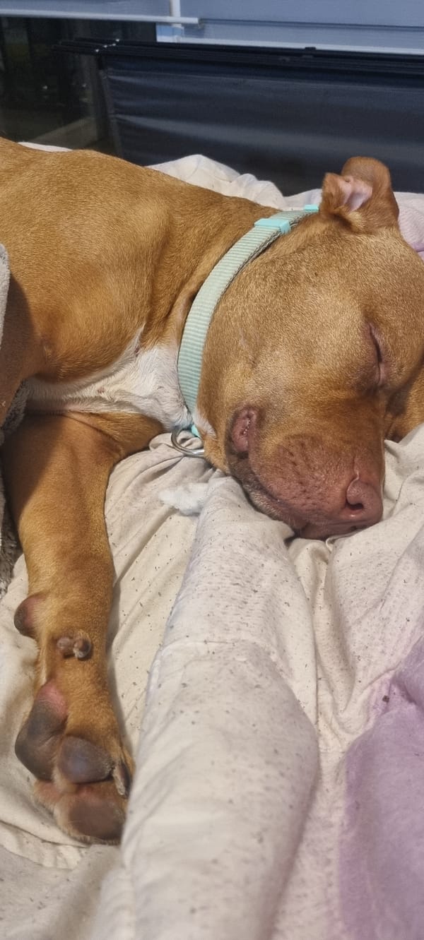 Brown pit bull with blue collar rests indoors