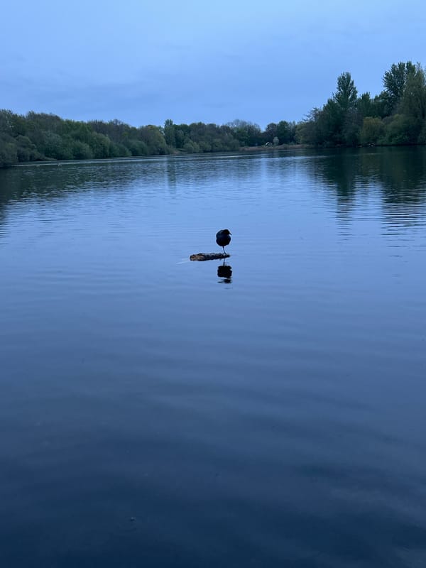 Peaceful waterway scene documented in Manchester evening