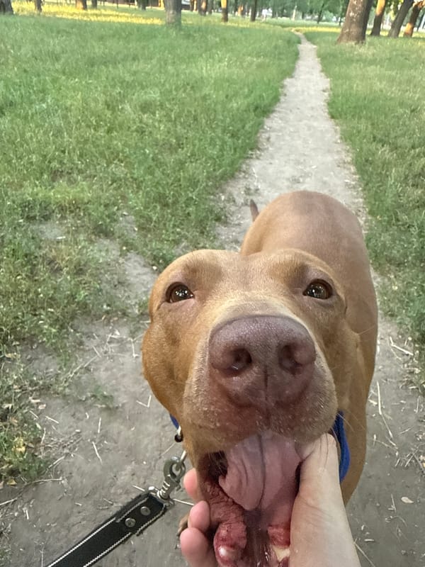 Brown pit bull on an evening walk through Zaporizhzhia park