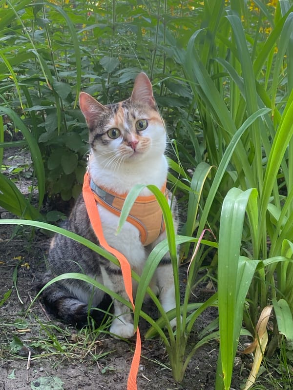 Harnessed calico cat explores a Chișinău garden
