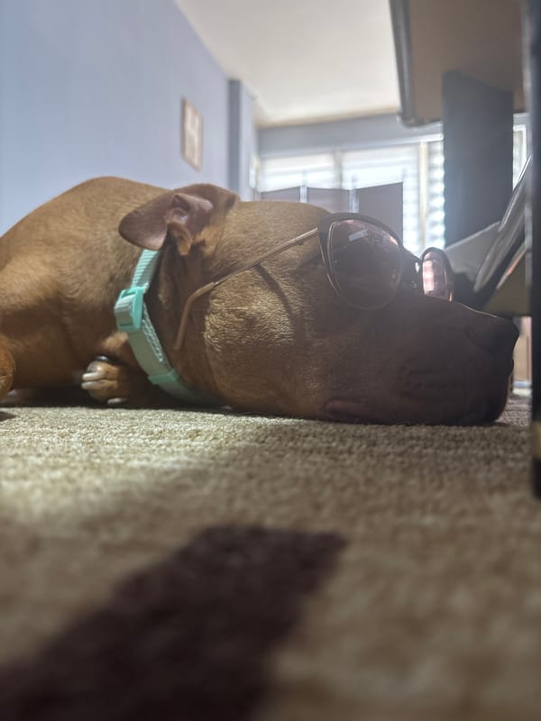 Dog poses with sunglasses indoors in Sofia