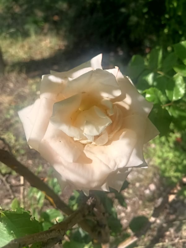 Roses, insects, and garden flowers up close in Kryvyi Rih