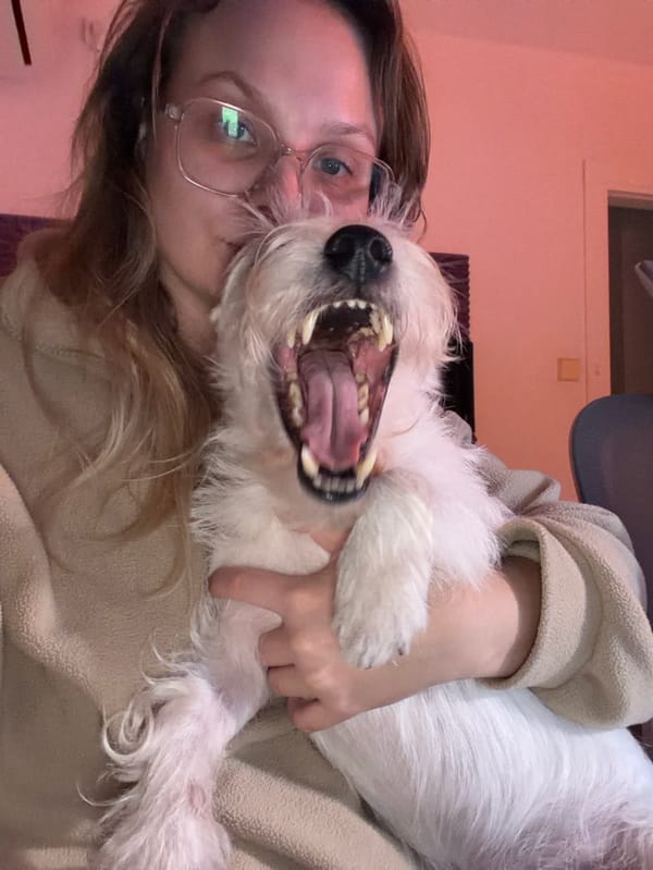 Tel Aviv residents spend evening with multiple dogs indoors