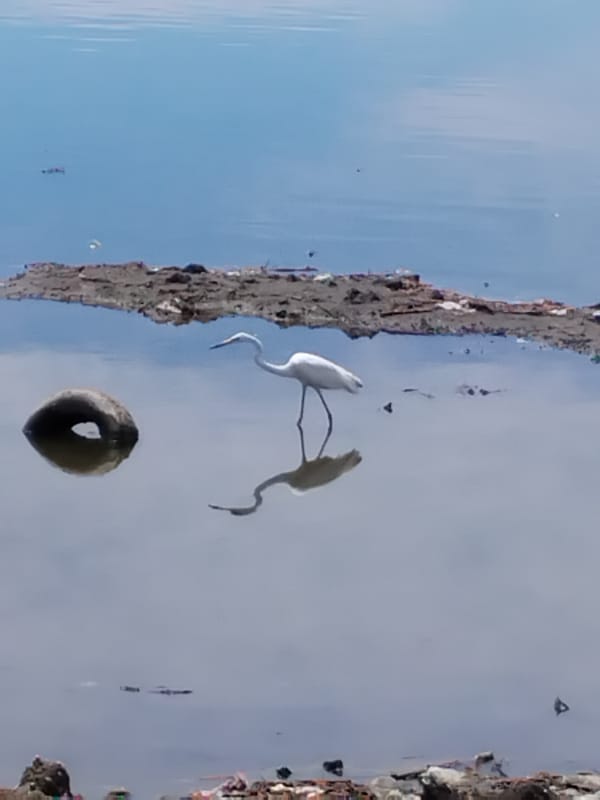 White egret spotted taking flight in Lhokseumawe waters