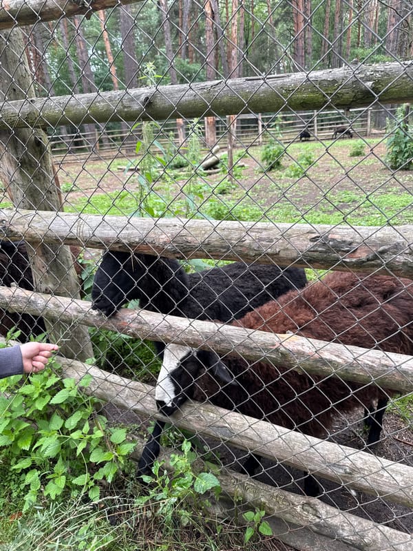 Feeding sheep and goats at a rural enclosure in Leninskii