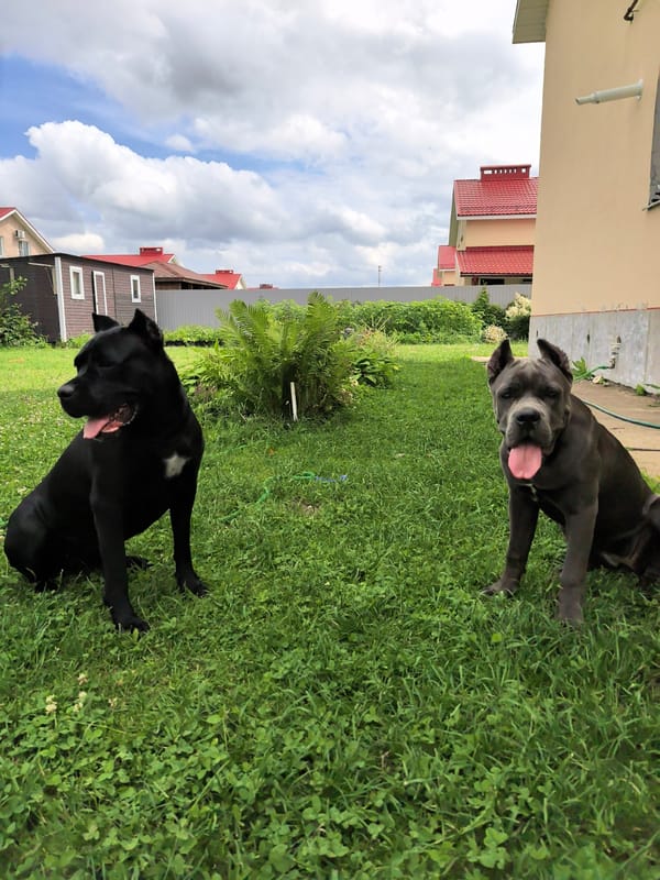 Cane Corsos and a home garden on a summer morning
