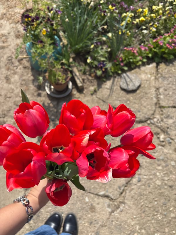 Elderly gardener picks red tulips in Banya, Bulgaria backyard