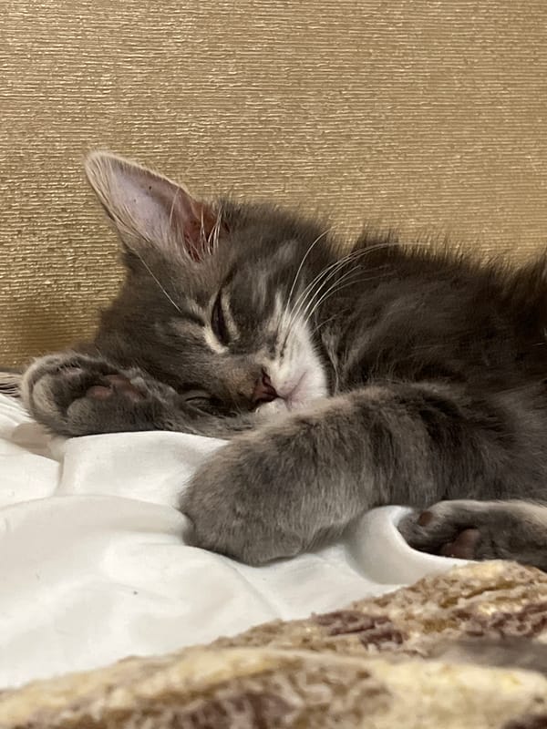 Grey tabby cat naps at home in Pushkino