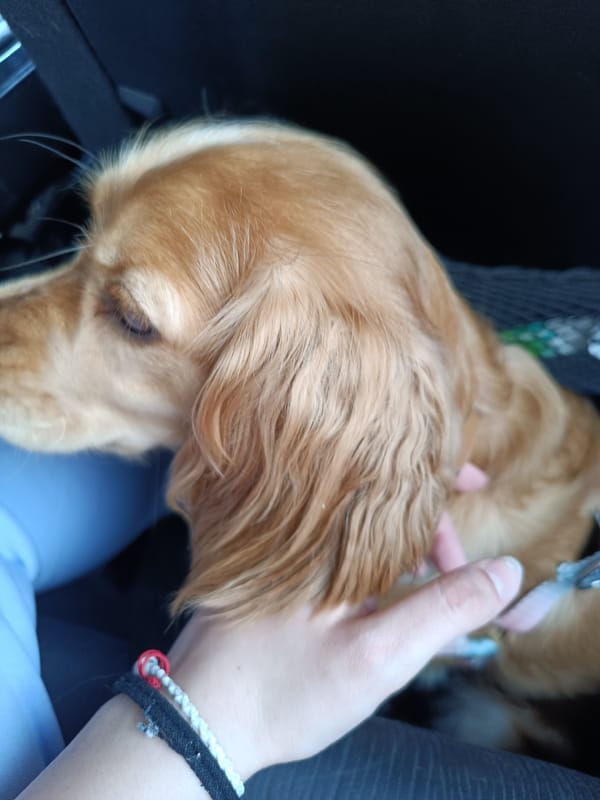 Dog receives gentle attention from owner in Pleven, Bulgaria