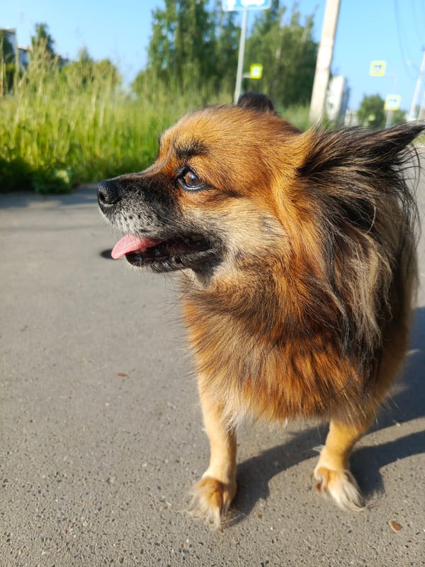 Morning street life and nature in Chaikovsky, Russia