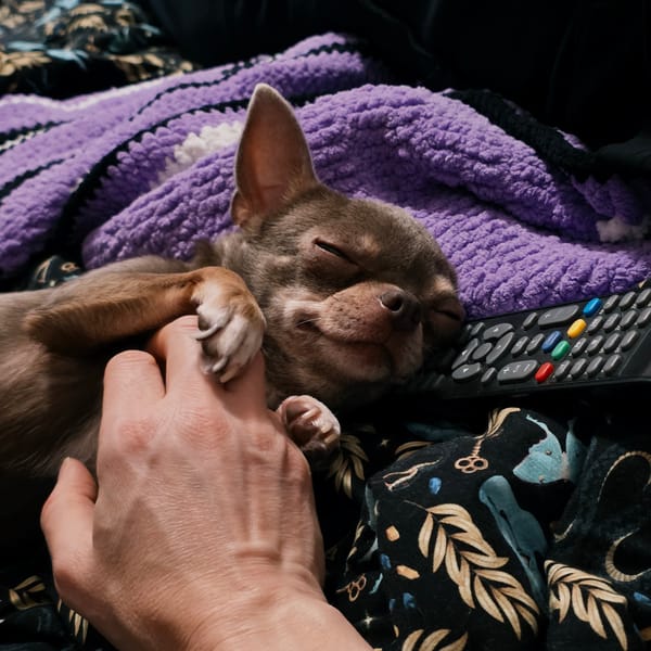 Chihuahua dog rests peacefully in Saint Petersburg home