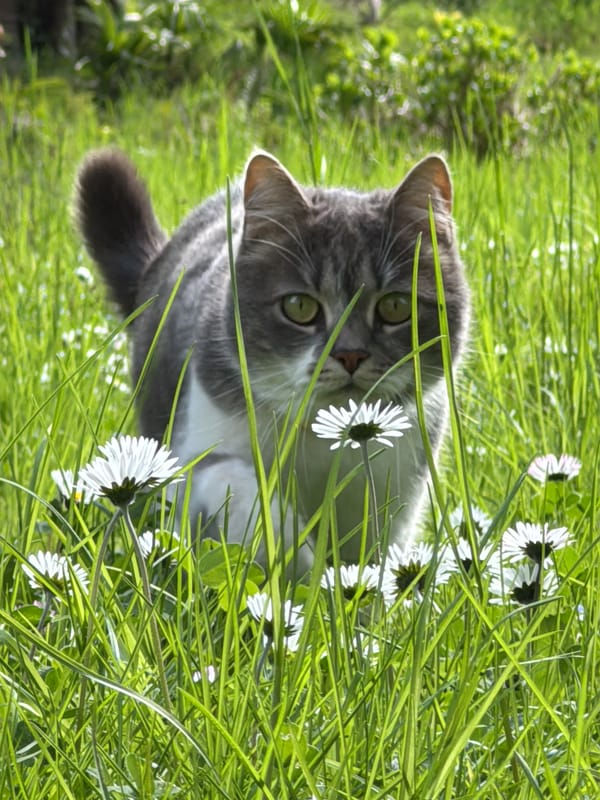 Cats play in daisy field during morning in Erba