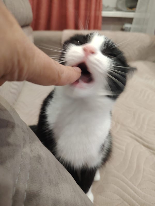 Person documents 40 minutes with black and white cats