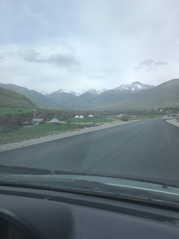 Cattle herd driven through mountainous Kyrgyzstan village by horseback rider