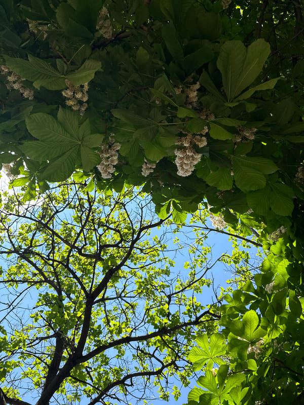 Spring canopy photographed in Plovdiv, Bulgaria