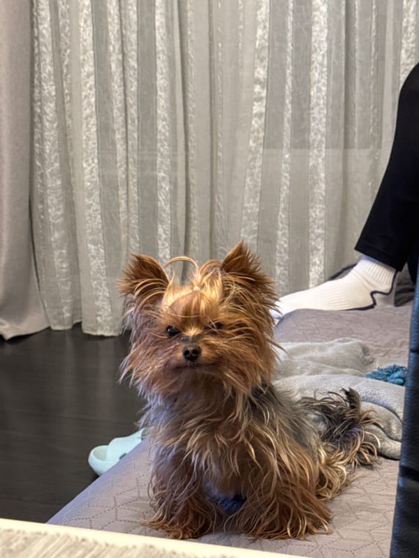 Yorkshire Terrier spotted resting indoors in Kozloduy, Bulgaria