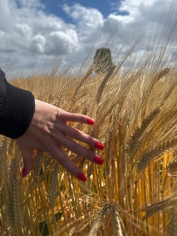 Person with red nails touches ripe wheat field Germany
