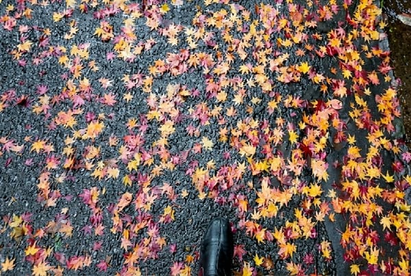 Autumn leaves blanket wet Kyoto pavement in spring documentation