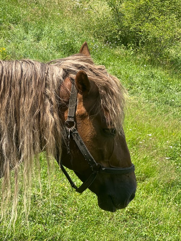 Brown horse in a grassy hillside field, many angles