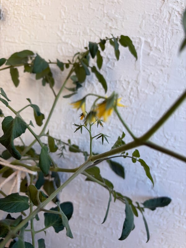 Scattered outdoor snapshots: city views, nature, and a dog walk