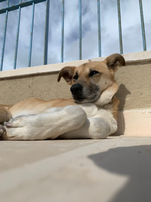 Tel Aviv resident documents afternoon of fitness, pets, cycling