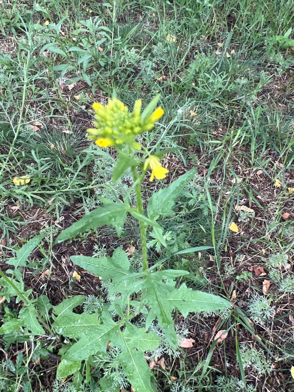 Wet plants and wildflowers after rain, seen up close