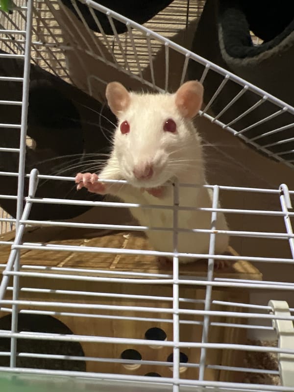 Pet rats exploring a multi-tiered wire cage indoors