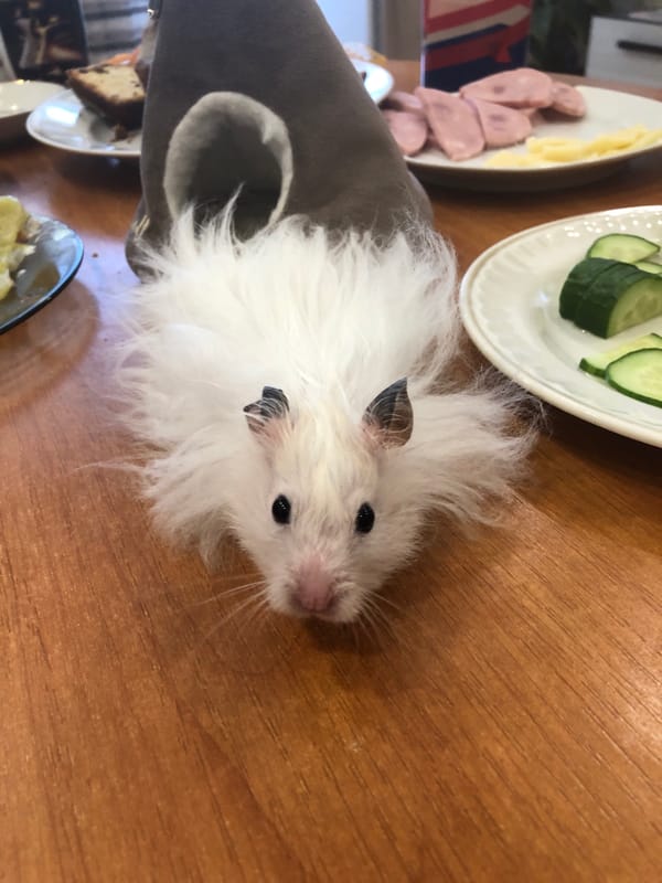 White hamster's afternoon at home in Solikamsk
