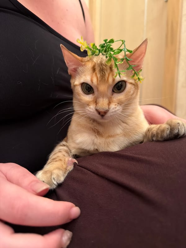 Flower-crowned tabby cat photographed indoors in Saint Petersburg
