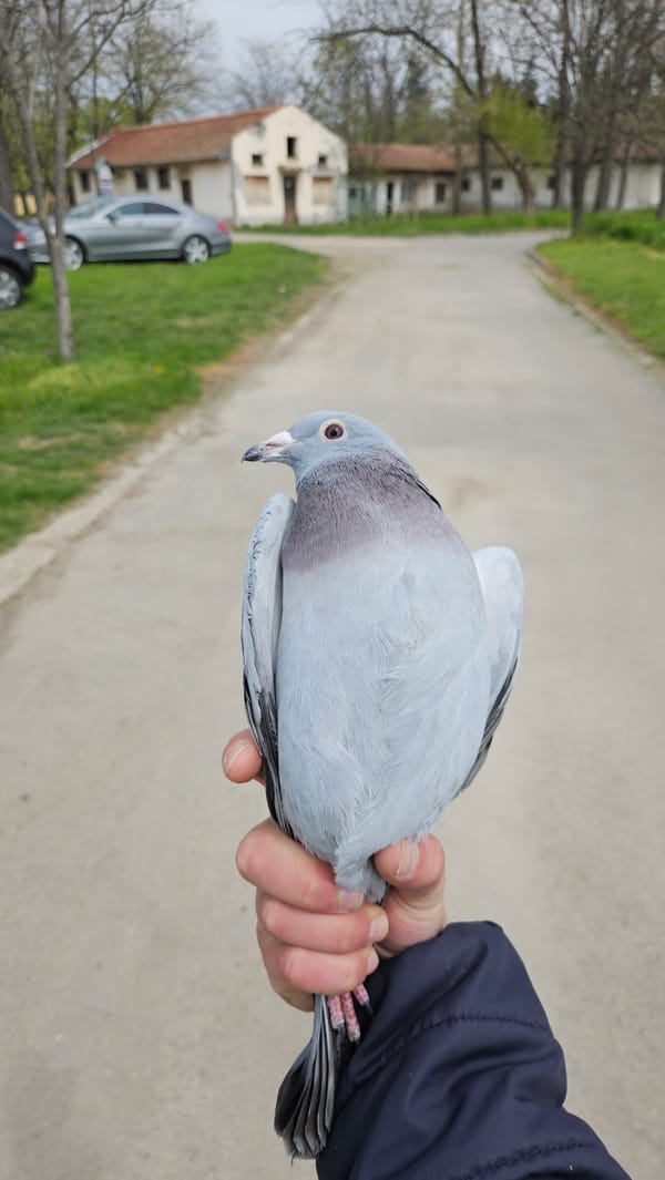 Person holds pigeon on street in Stara Zagora