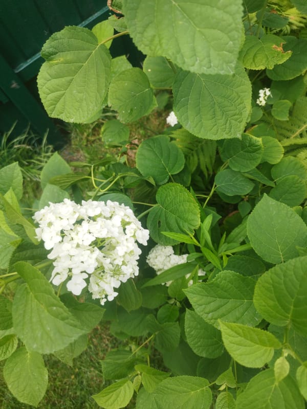 A quiet summer morning at home in Oskemen, gardens and all