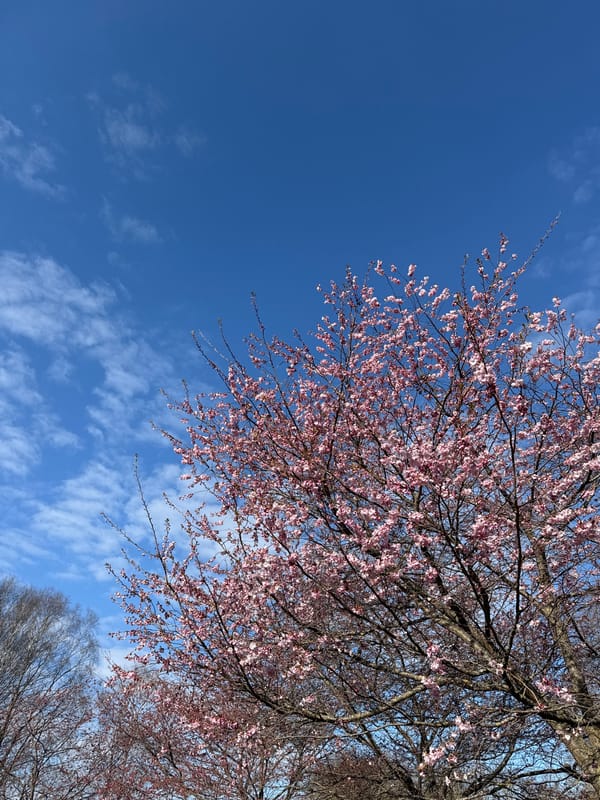 Spring cherry blossoms captured in Riga park moments