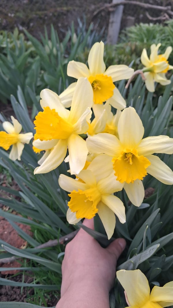 Spring daffodils bloom in Goce Delcev, Bulgaria