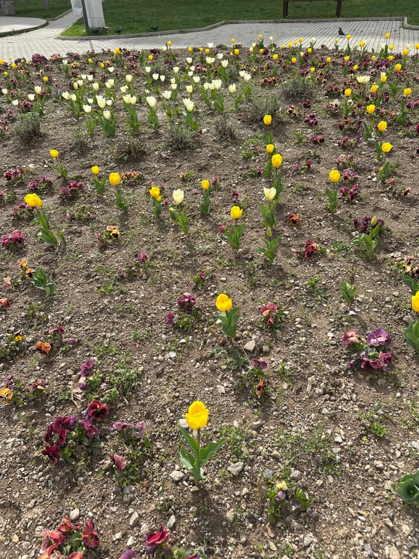 Dog walks past spring flowers in Sliven Bulgaria