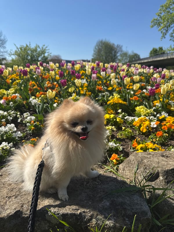 Afternoon dog walk captured along Bietigheim-Bissingen waterfront