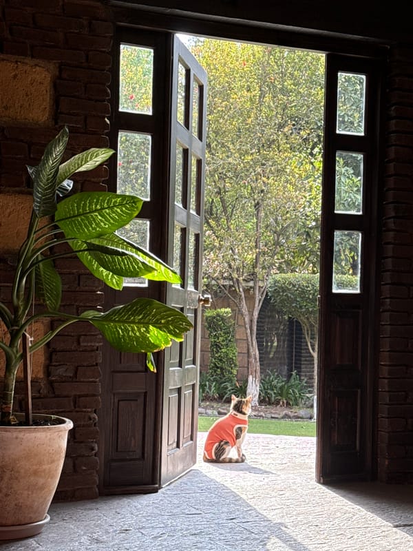 Cat in orange vest spotted outside doorway in Mexico