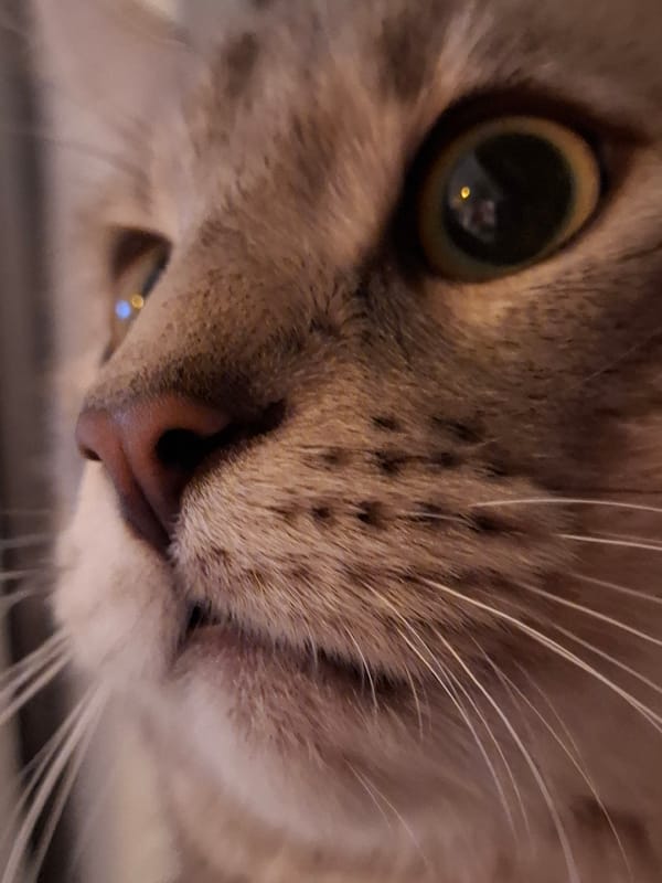 Tabby Cat Enjoys Quiet Evening at Home in Serbia