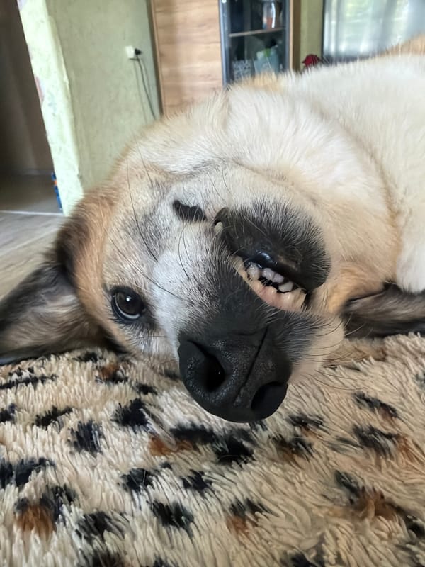 Pets napping and chilling at home in Kamchatka