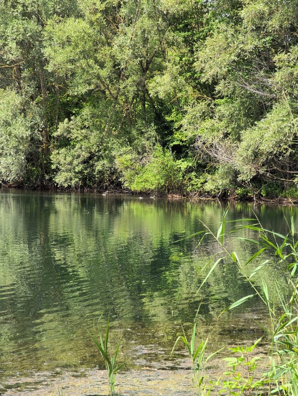 Fishing the lakeside in Petershagen on a summer morning