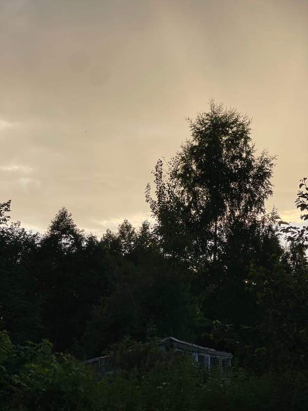 Summer afternoon in a quiet Russian village, geese and birch trees