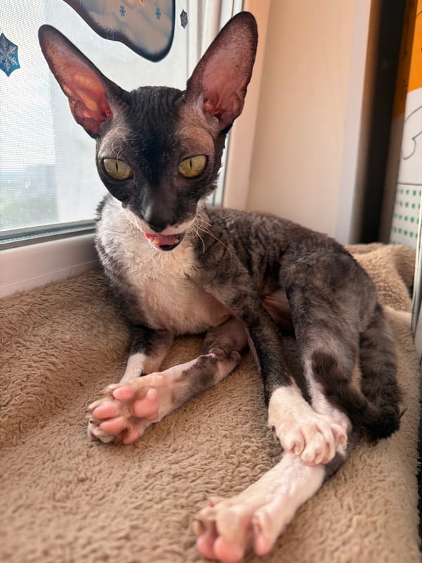 Cornish Rex cats at home in Yekaterinburg, mid-afternoon