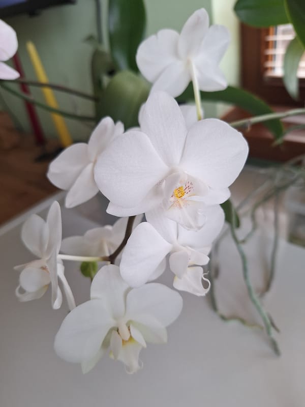 Morning moments with Yorkshire Terrier and blooming orchids in Bulgaria