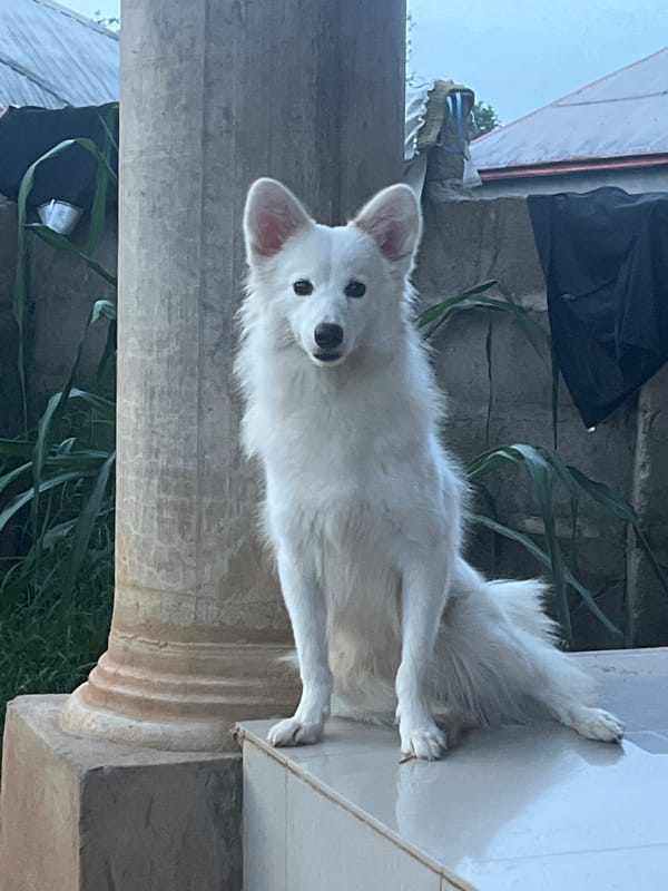 Evening moments with white dog and crescent moon in Nigeria