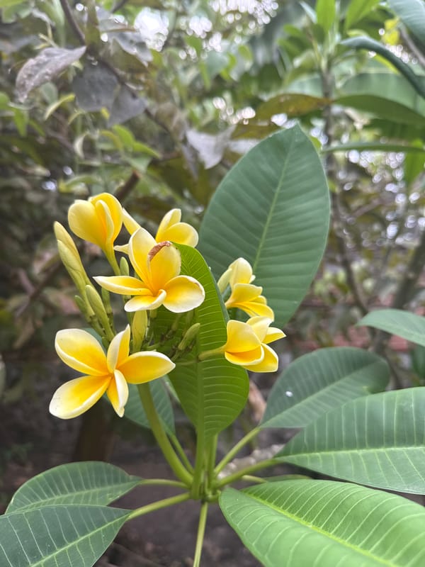 Plumeria flowers bloom in Xochitepec, Mexico garden