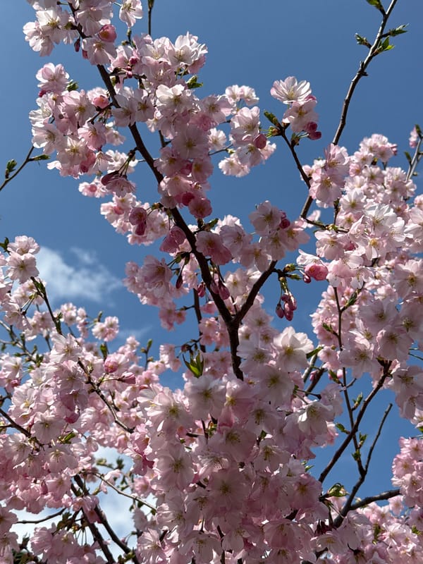 Cherry blossoms bloom in Ruse, Bulgaria