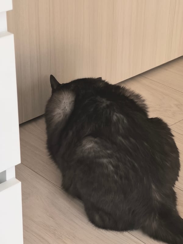 Various domestic cats documented in residential settings