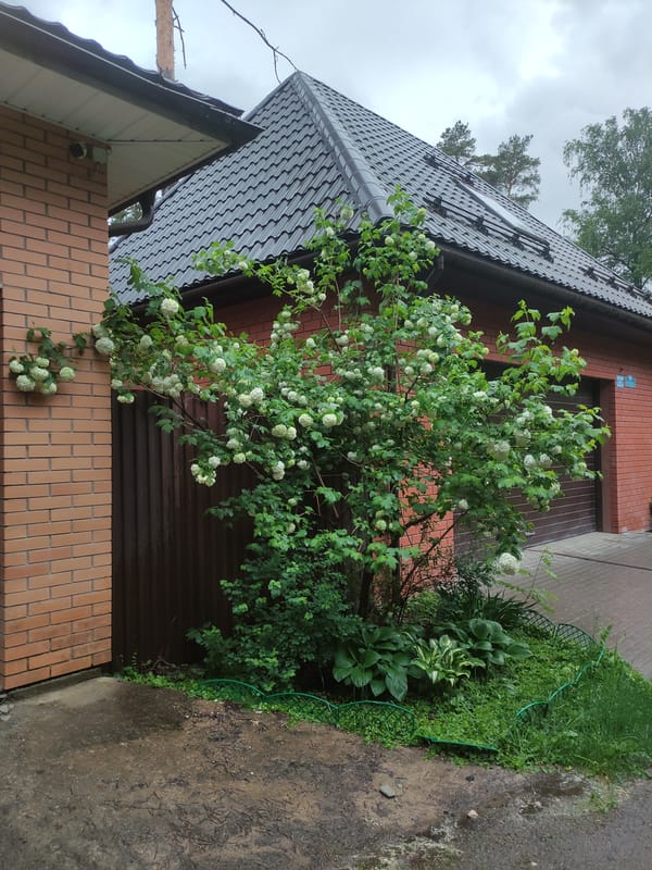 Woman photographs wet foliage in rainy Kratovo, Russia