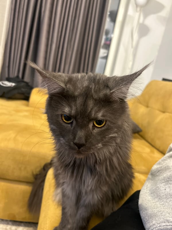 Maine Coon cat photographed on couch in Sofia home