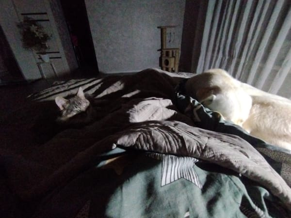 Dog and cat rest together on bed in Grishanki bedroom